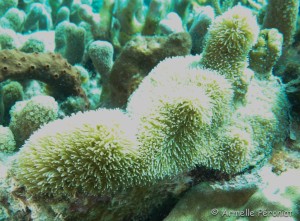 Malendure - îlet Pigeon    